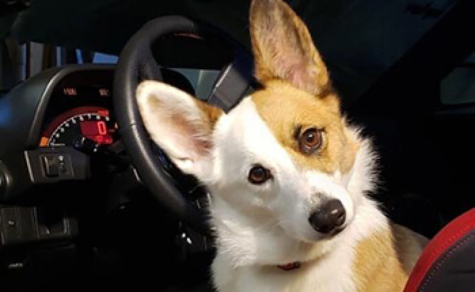 #NationalPetDay
