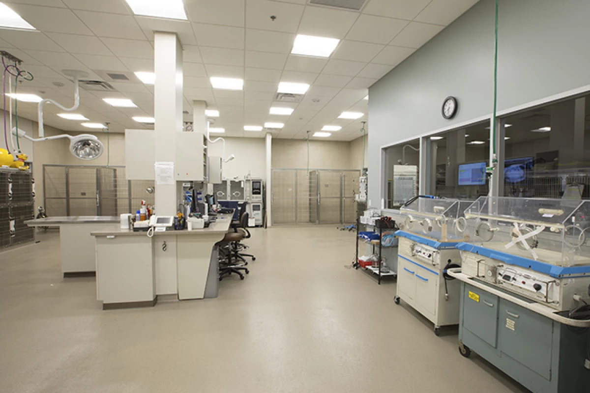 Project image for BluePearl Specialty + Emergency Pet Hospital