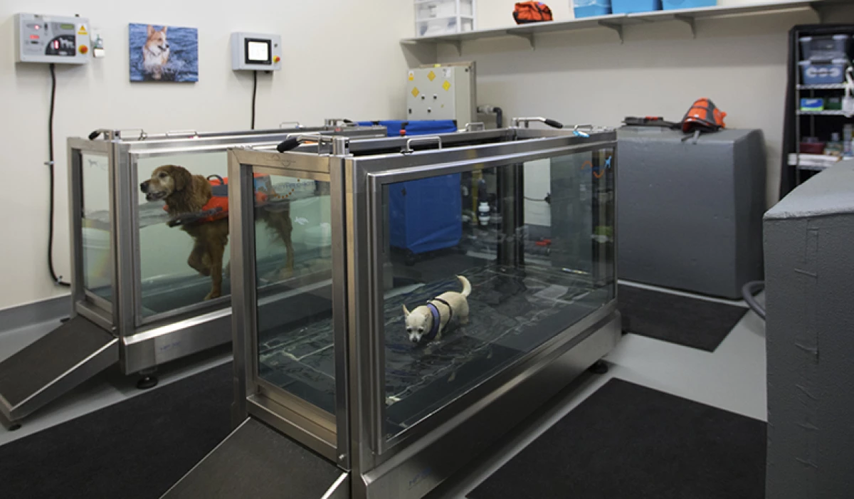 Project image for Sound Veterinary Rehabilitation Center